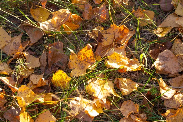 Feuilles Automnales Lumineuses Sur Herbe Verte — Photo