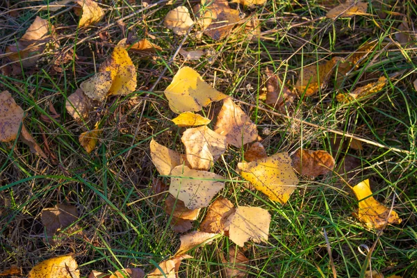 Helle Herbstliche Blätter Auf Grünem Gras — Stockfoto