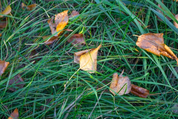 Feuilles Automnales Lumineuses Sur Herbe Verte — Photo