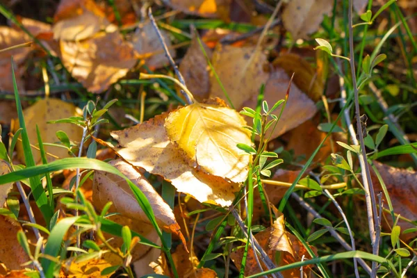 Feuilles Automnales Lumineuses Sur Herbe Verte — Photo