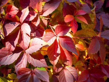 Parlak sonbahar yaprak görünümü kapatın