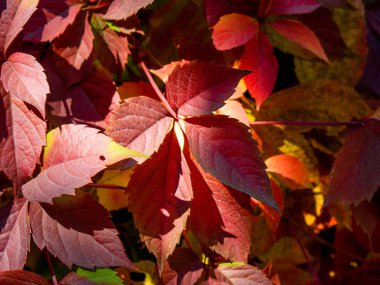 Parlak sonbahar yaprak görünümü kapatın