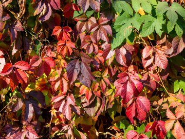 Parlak sonbahar yaprak görünümü kapatın