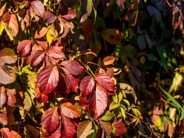Parlak sonbahar yaprak görünümü kapatın