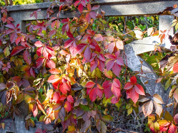 Vista Cerca Las Hojas Brillantes Otoño Valla Hormigón —  Fotos de Stock