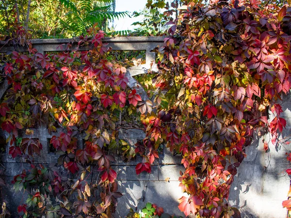 Vista Cerca Las Hojas Brillantes Otoño Valla Hormigón — Foto de Stock