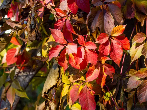 Vista Cerca Las Hojas Brillantes Otoño Valla Hormigón — Foto de Stock