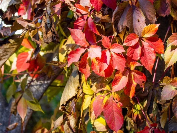 Vista Cerca Las Hojas Brillantes Otoño Valla Hormigón — Foto de Stock