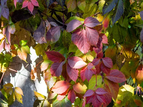 Close View Bright Autumn Leaves Concrete Fence — Stock Photo, Image