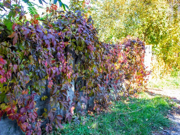 Nahaufnahme Heller Herbstblätter Auf Betonzaun — Stockfoto