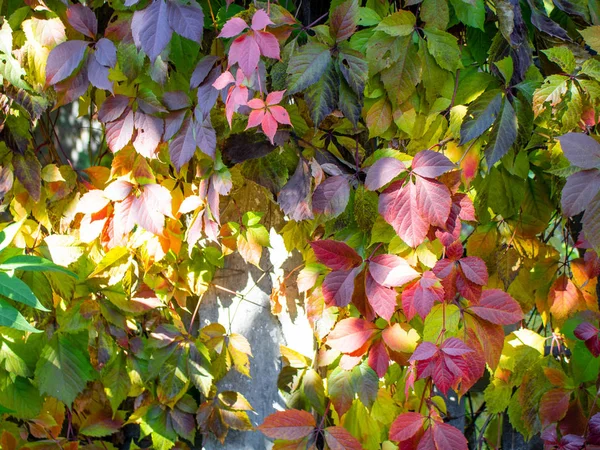 Vista Cerca Las Hojas Brillantes Otoño Valla Hormigón —  Fotos de Stock