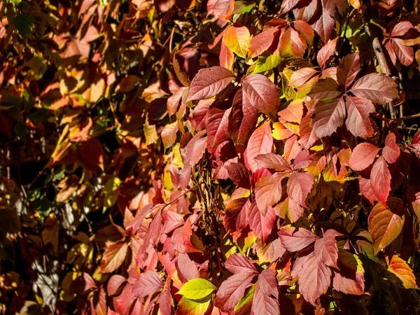 Close View Bright Autumnal Leaves — Stock Photo, Image