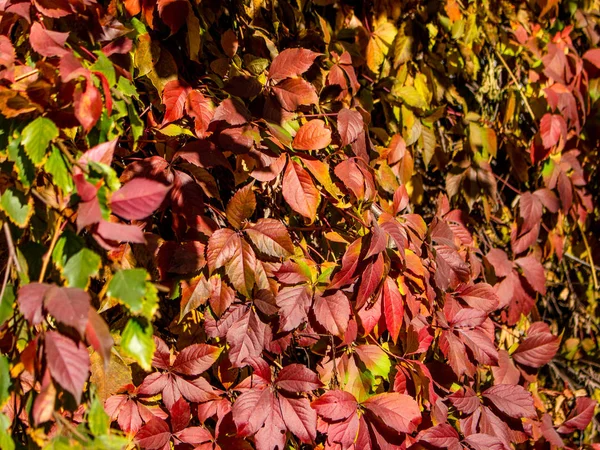 Zbliżenie Jasne Jesiennych Liści — Zdjęcie stockowe