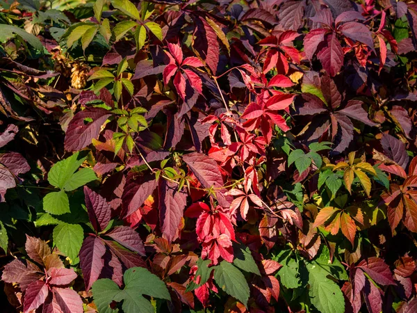Zblízka Pohled Jasný Podzimní Listí — Stock fotografie