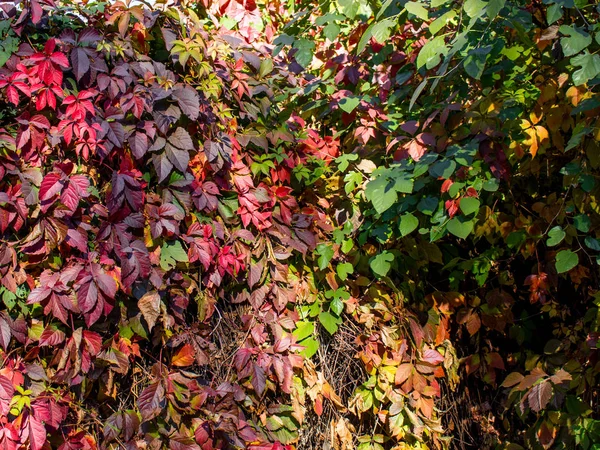 Zbliżenie Jasne Jesiennych Liści — Zdjęcie stockowe