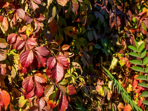 Close View Bright Autumnal Leaves — Stock Photo, Image