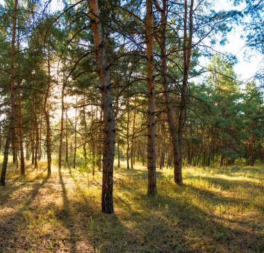 Çam ağacı orman güneşli yaz gün boyunca
