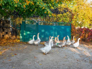 Kaz sürüsü, güneşli bir sonbahar gün sokakta