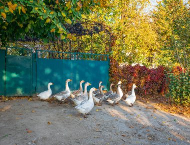 Kaz sürüsü, güneşli bir sonbahar gün sokakta