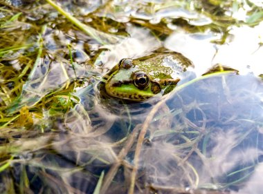 Suda yeşil kurbağa görünümünü kapat