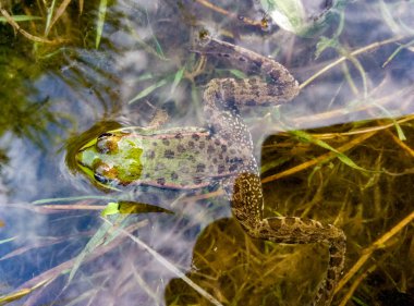 Suda yeşil kurbağa görünümünü kapat