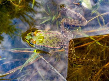 Suda yeşil kurbağa görünümünü kapat
