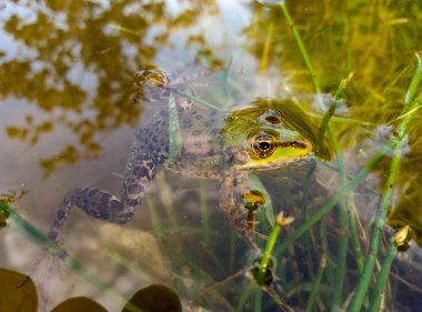 Suda yeşil kurbağa görünümünü kapat