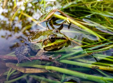 Suda yeşil kurbağa görünümünü kapat
