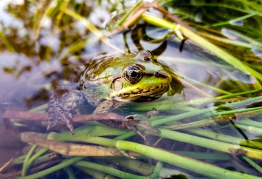 Suda yeşil kurbağa görünümünü kapat
