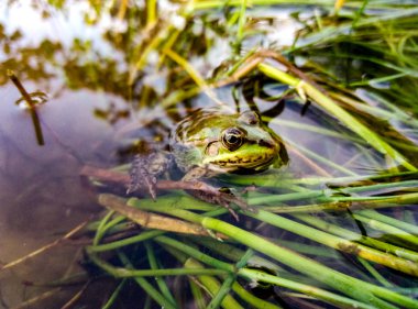 Suda yeşil kurbağa görünümünü kapat
