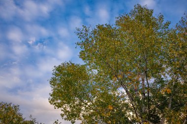 Yeşil ve sarı sonbahar ağaçların bulutlu gökyüzü altında