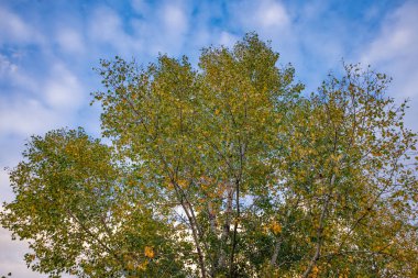 Yeşil ve sarı sonbahar ağaçların bulutlu gökyüzü altında
