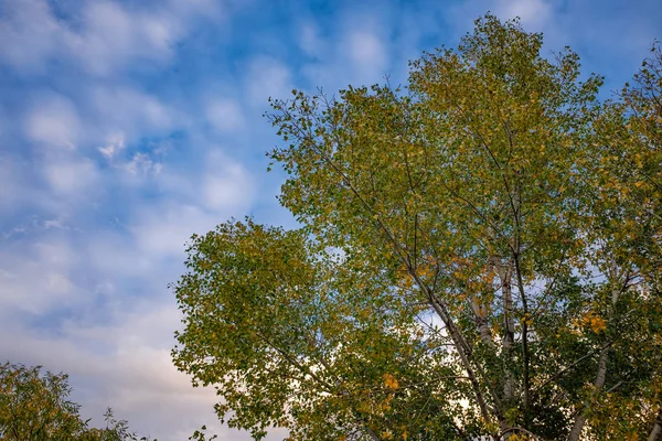 Yeşil ve sarı sonbahar ağaçların bulutlu gökyüzü altında