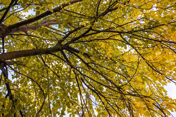 Veel Kleurrijke Herfstbladeren — Stockfoto