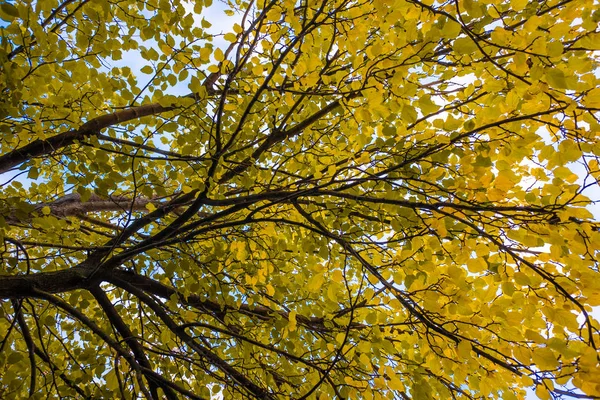 Viele Bunte Herbstblätter — Stockfoto