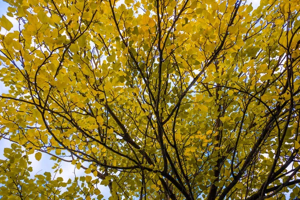 Viele Bunte Herbstblätter — Stockfoto