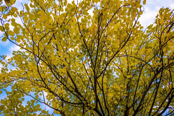 Wiele Kolorowych Liści Jesienią — Zdjęcie stockowe