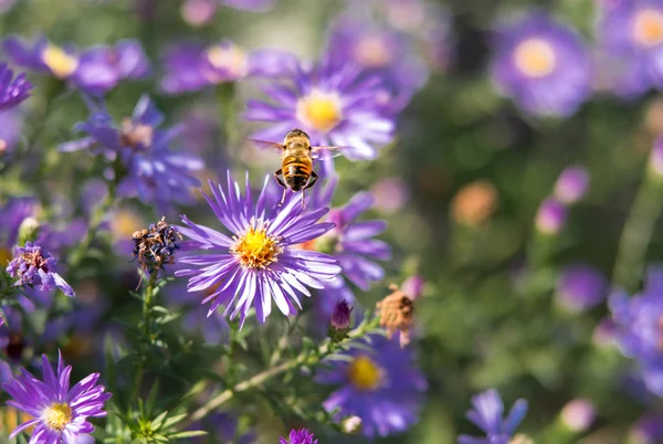 bright beautiful colored fresh flowers, very beautiful flowers