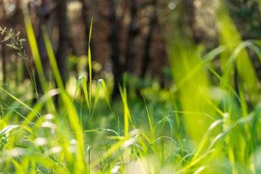Ormanda yeşil çimenler