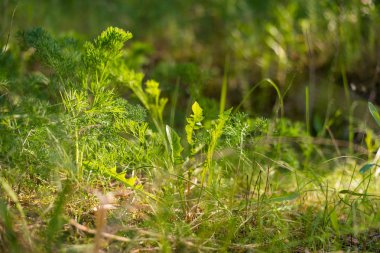 Ormanda yeşil çimenler