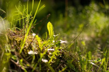 Ormanda yeşil çimenler