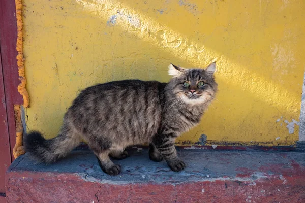 Sin Hogar Hermoso Amigable Gato —  Fotos de Stock