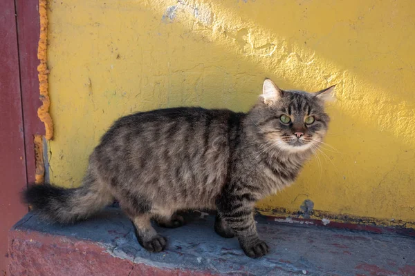 고양이 노숙자 — 스톡 사진