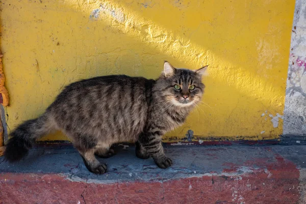 고양이 노숙자 — 스톡 사진