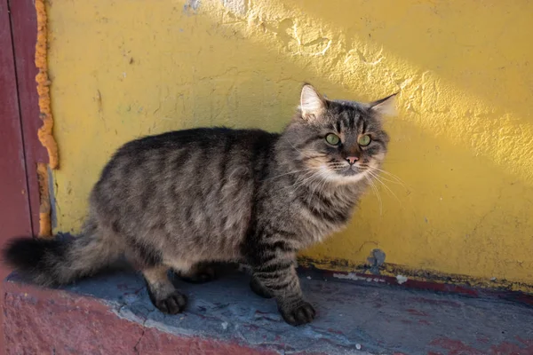 Sin Hogar Hermoso Amigable Gato —  Fotos de Stock