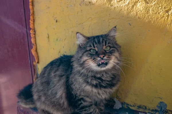 Sin Hogar Hermoso Amigable Gato —  Fotos de Stock