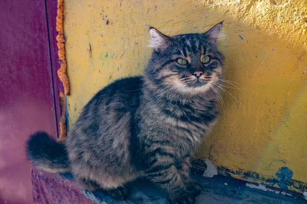 Senzatetto Bello Amichevole Gatto — Foto Stock