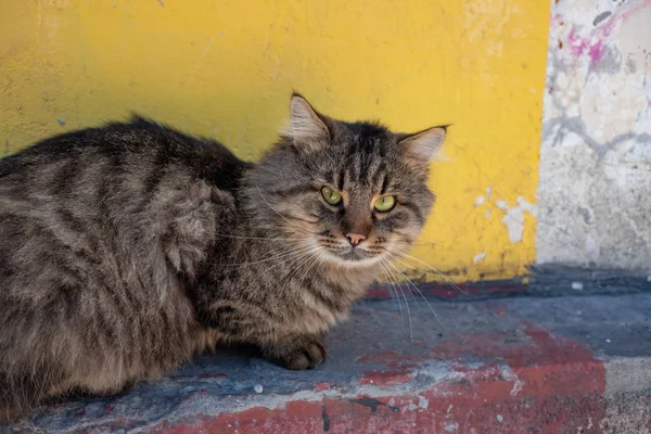 Sem Teto Bonito Amigável Gato — Fotografia de Stock