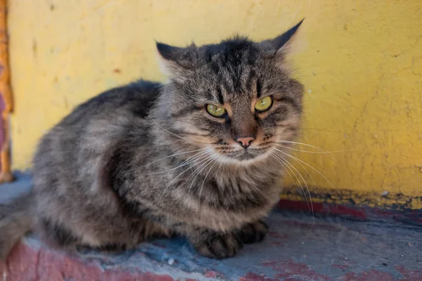 Бездомный Красивый Дружелюбный Кот — стоковое фото