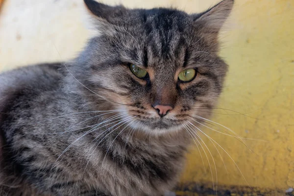 Sin Hogar Hermoso Amigable Gato — Foto de Stock